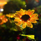 🌞🌻 Wasserdichte Solar-Sonnenblumenleuchten 🌱✨ für Beet & Garten – automatisch leuchtend, langlebig, jetzt im Angebot