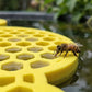 Sichere Flüssigfütterung für Bienen und Schmetterlinge